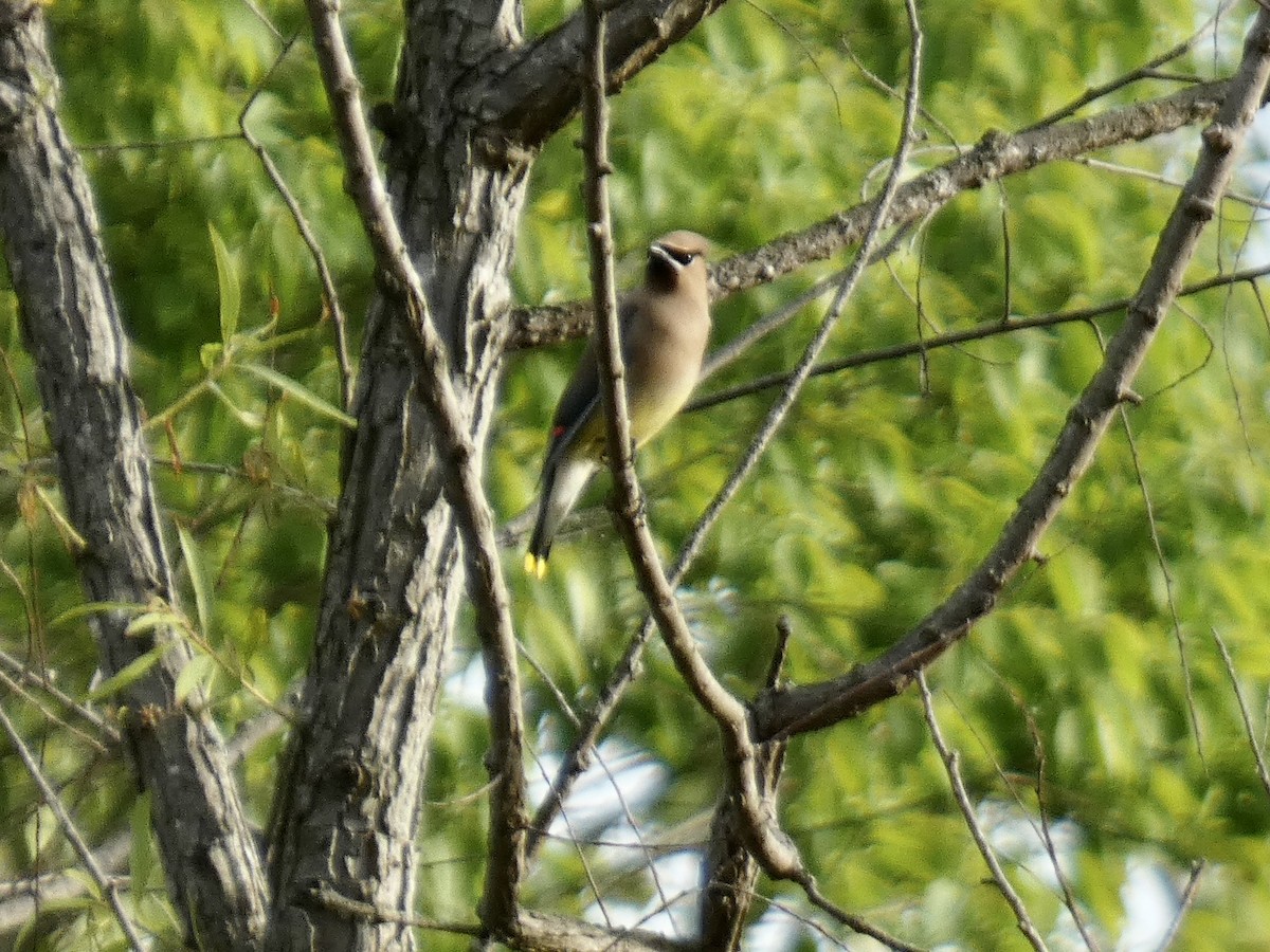 Cedar Waxwing - Kerry Eckhardt