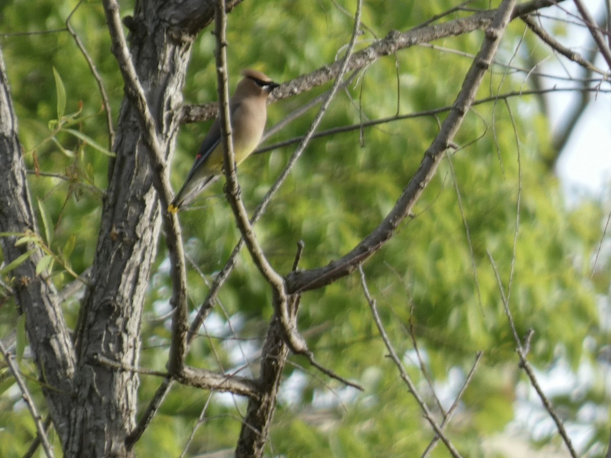 Cedar Waxwing - Kerry Eckhardt