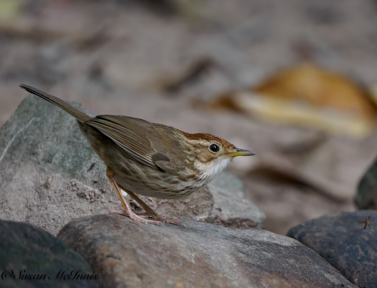 Puff-throated Babbler - Susan Mac