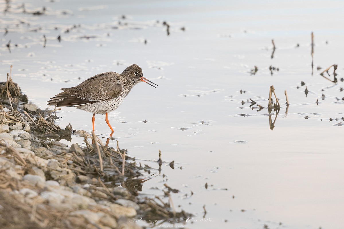 Common Redshank - Jorge Nubla