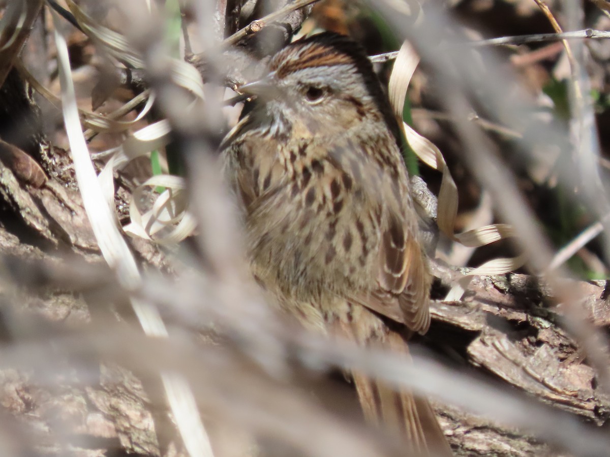 Lincoln's Sparrow - ML618231038