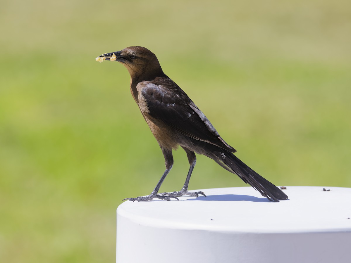 Boat-tailed Grackle - Angus Wilson