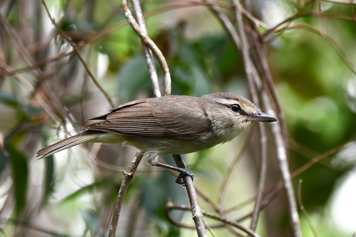 Yucatan Vireo - Ed Thomas