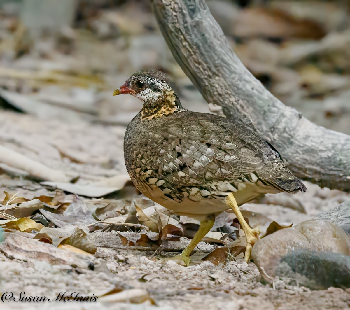 Scaly-breasted Partridge - Susan Mac