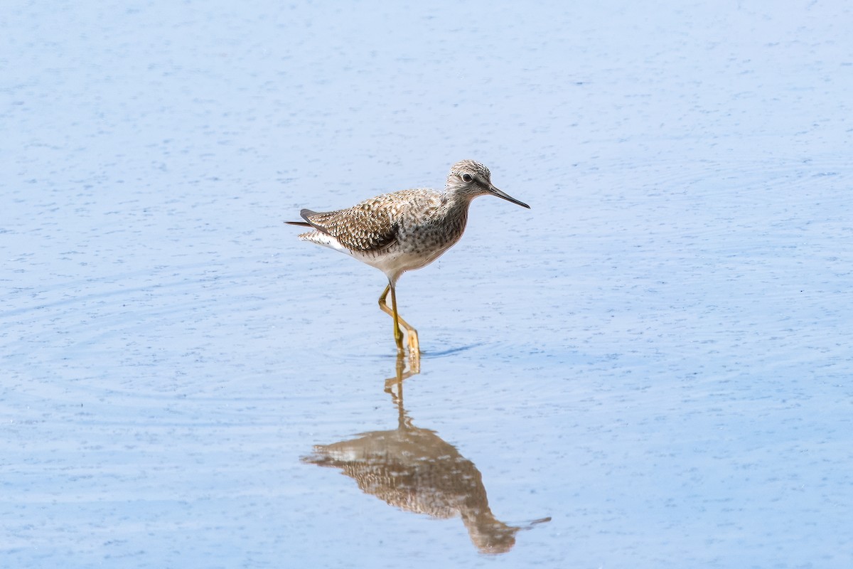 Lesser Yellowlegs - Eric Stone