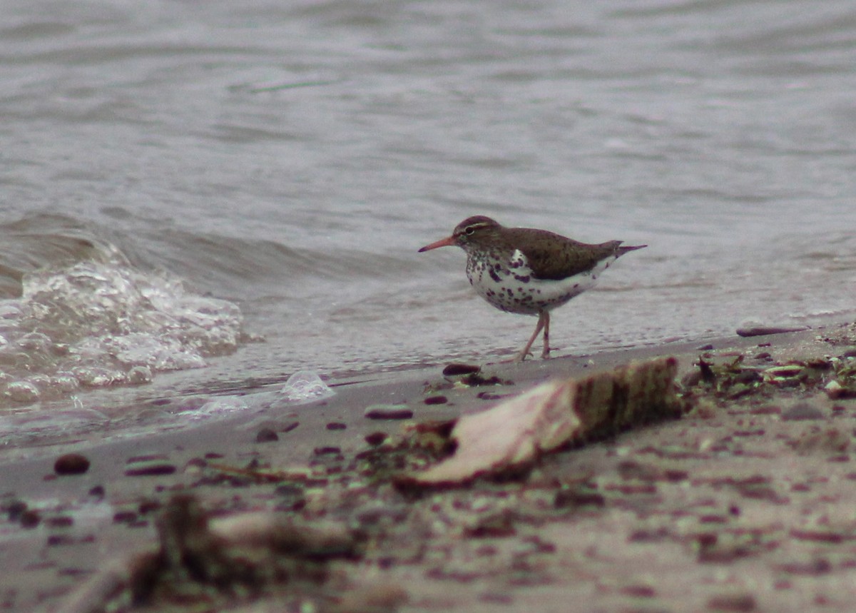 Spotted Sandpiper - niki banke