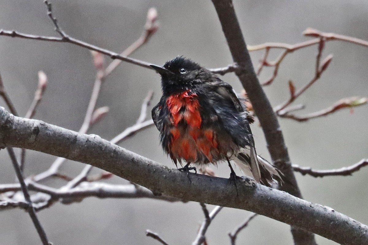 Painted Redstart - Richard Fray