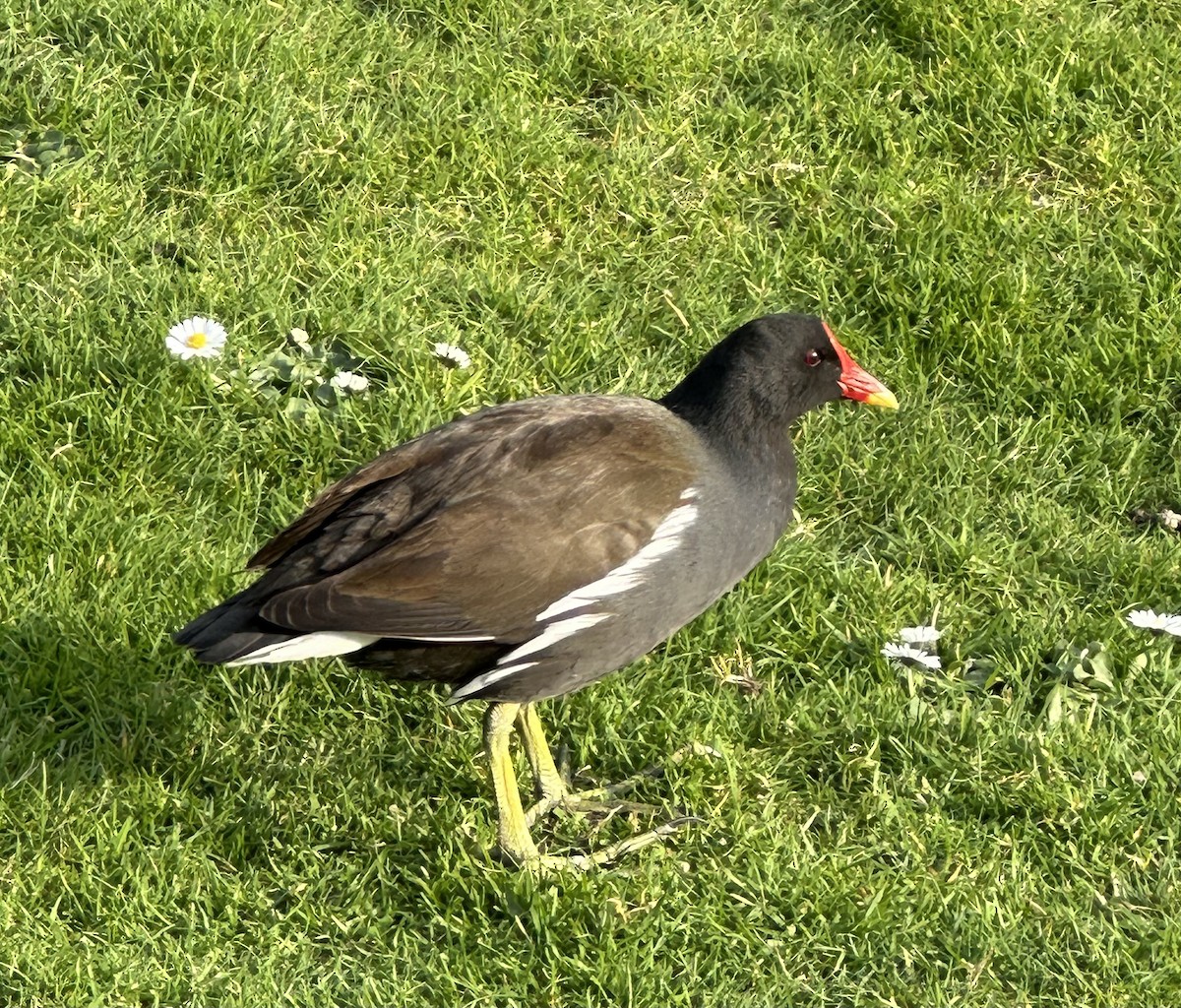 Eurasian Moorhen - Eren Alkış