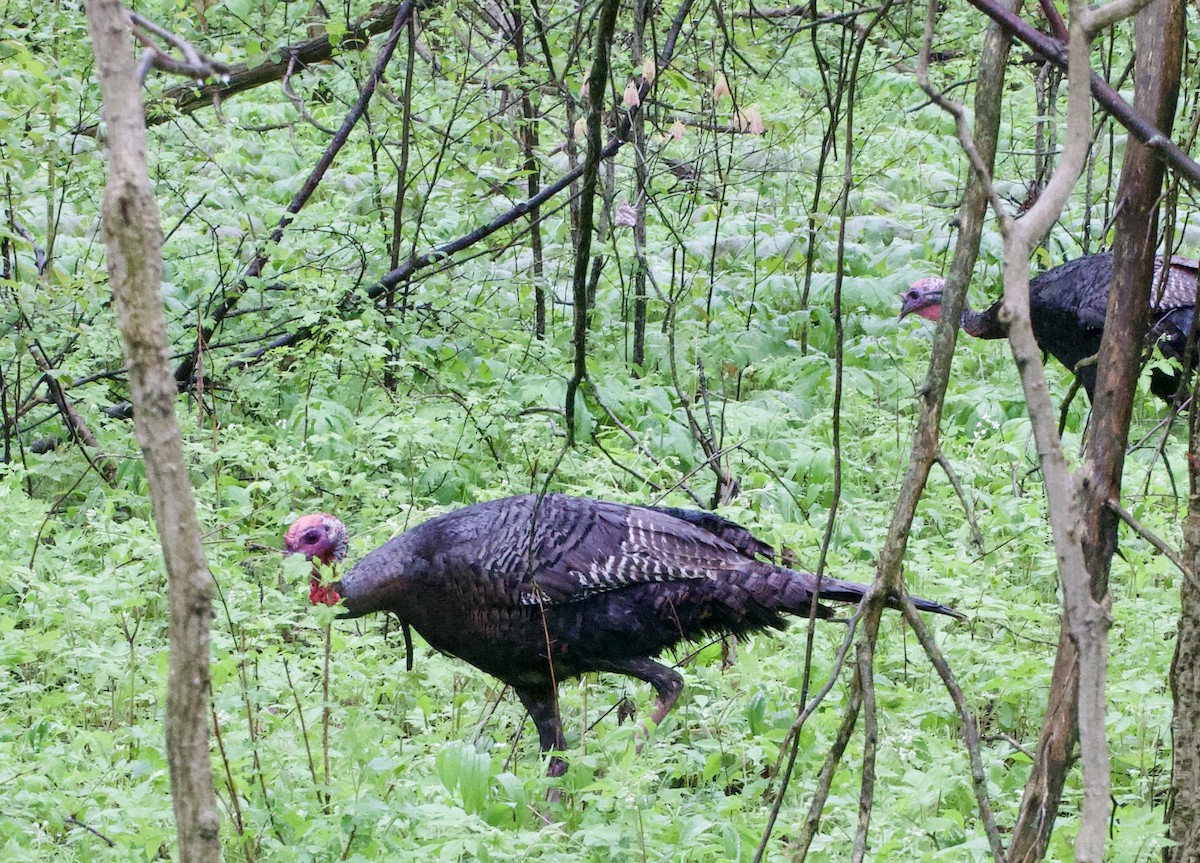 Wild Turkey - Jerry Horak