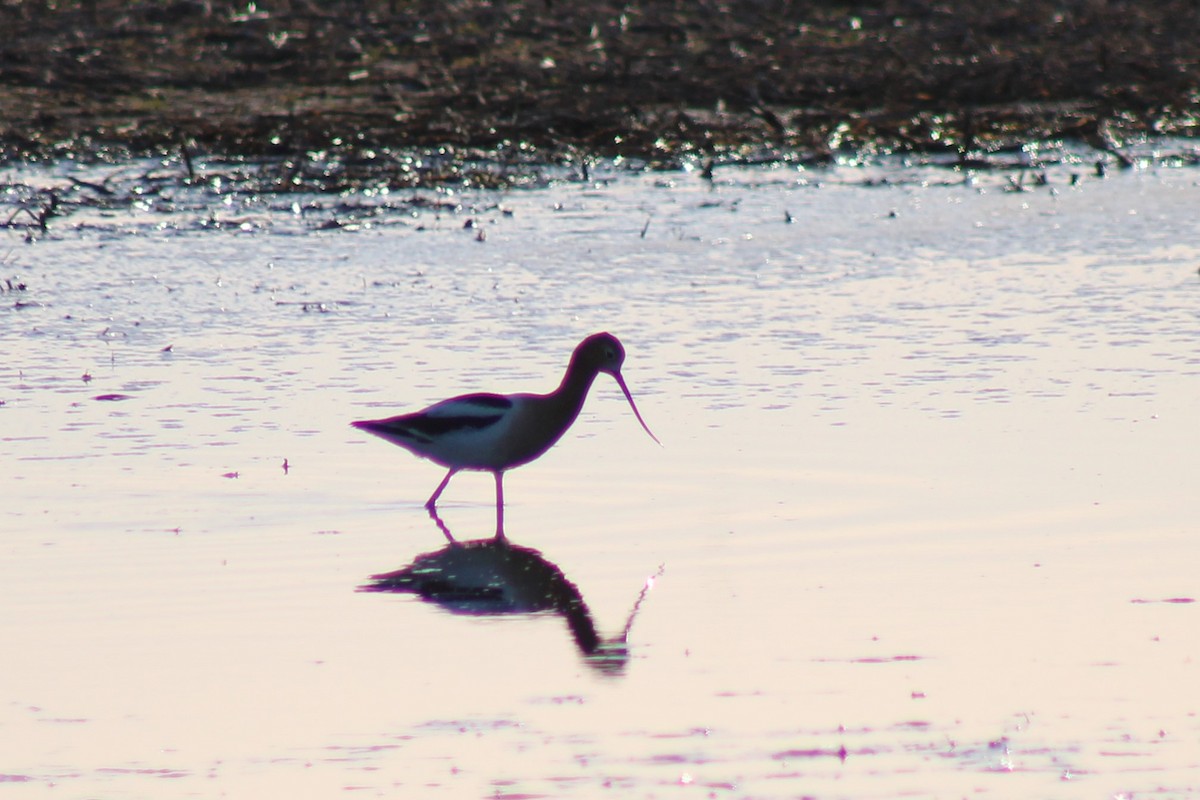 American Avocet - ML618231087