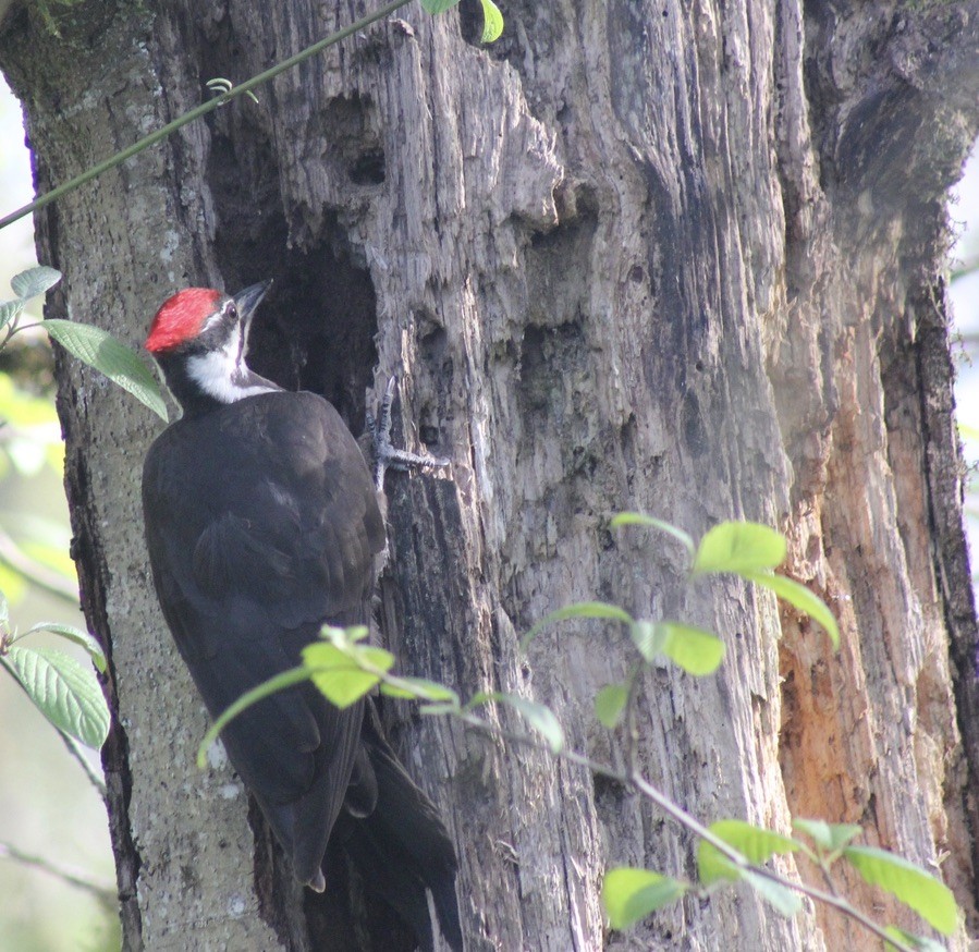 Pileated Woodpecker - Mel Lee