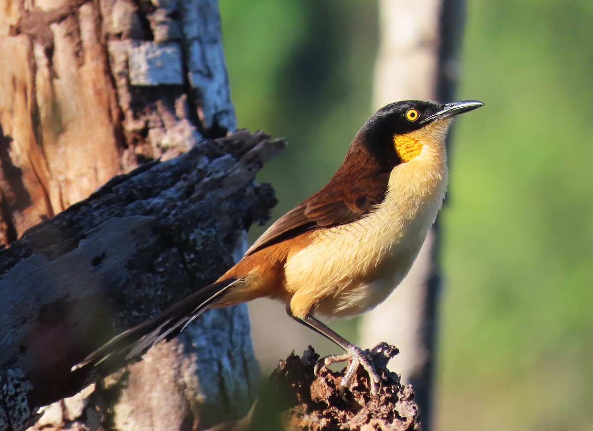 Black-capped Donacobius - Marcos B. Pereira