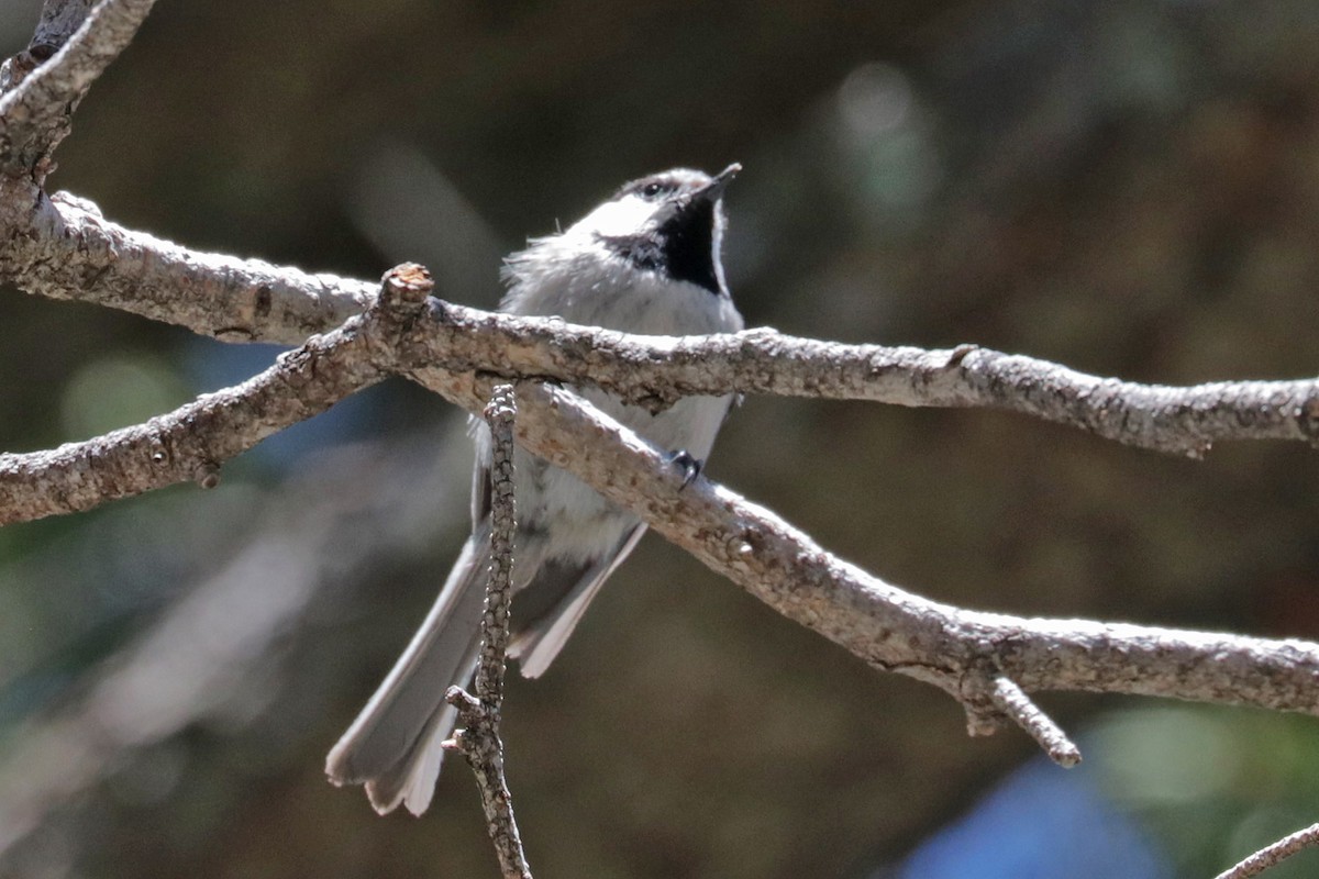 Mountain Chickadee - Richard Fray