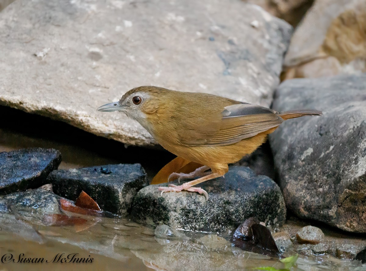 Abbott's Babbler - Susan Mac