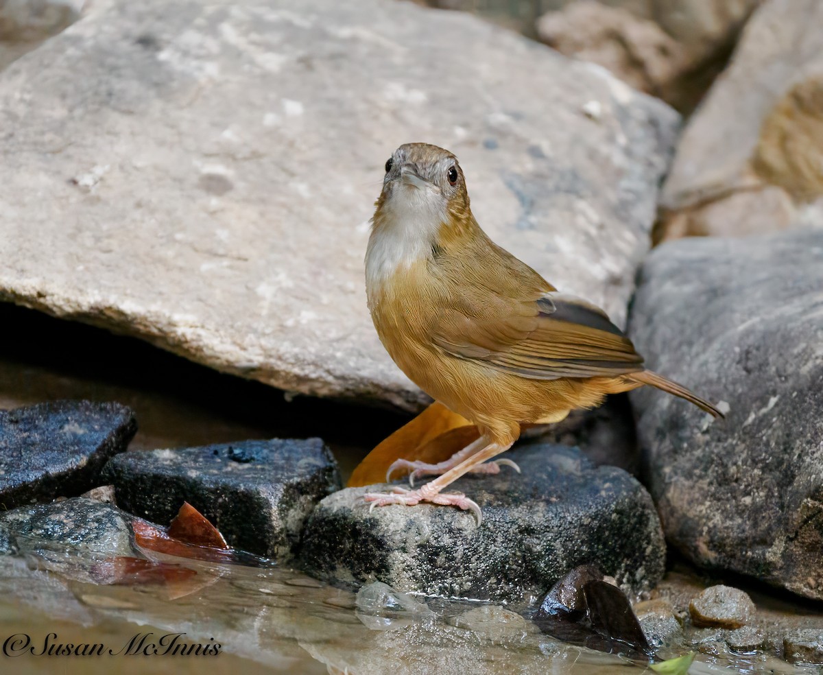 Abbott's Babbler - Susan Mac