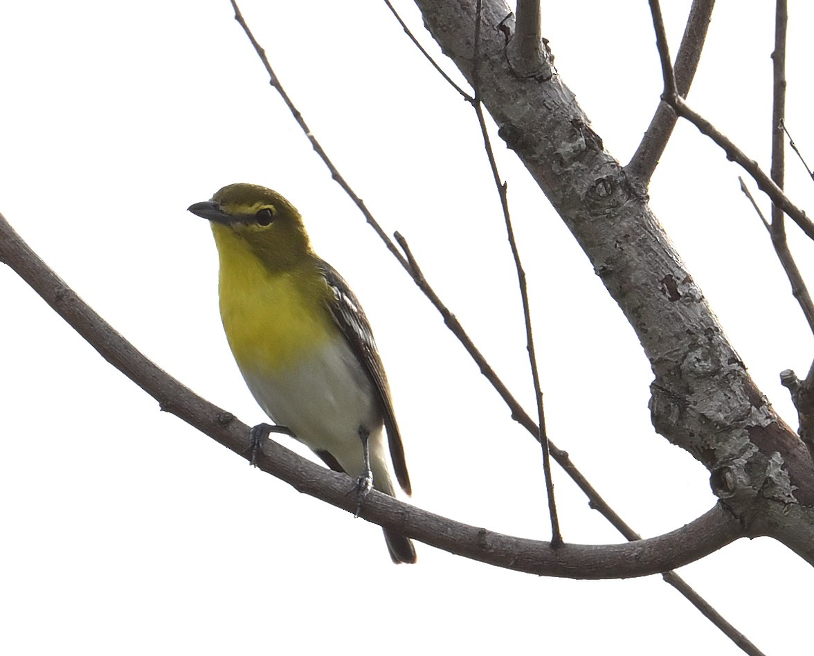 Yellow-throated Vireo - Buck Lee