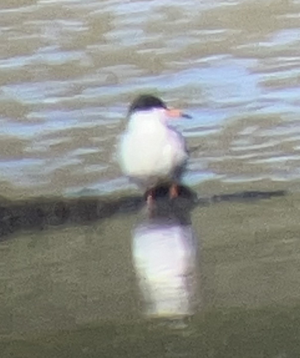 Forster's Tern - ML618231141