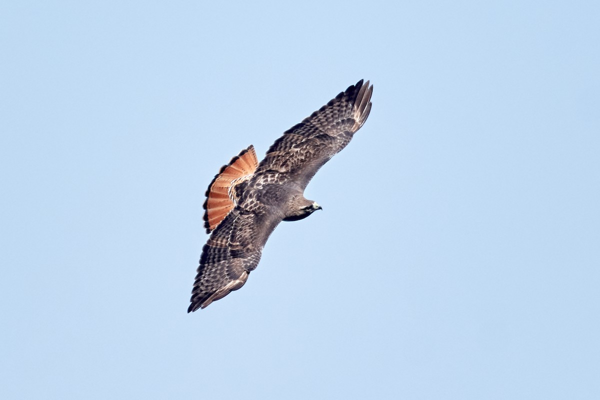 Red-tailed Hawk - ML618231147