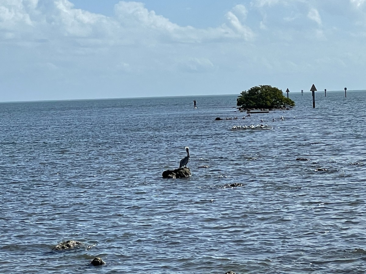 Brown Pelican - ML618231148