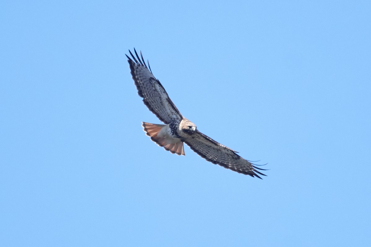 Red-tailed Hawk - Patrice St-Pierre