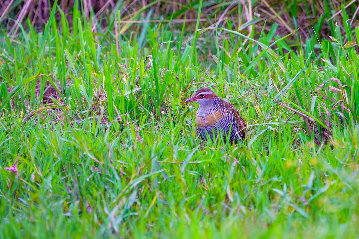 Buff-banded Rail - James Churches