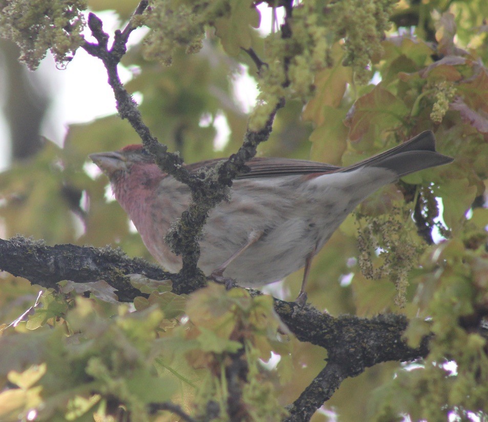 Purple Finch - ML618231189