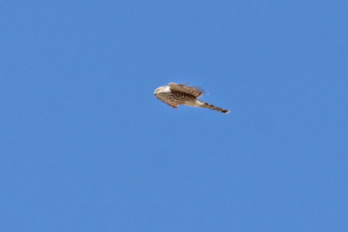 Sharp-shinned Hawk - ML618231224