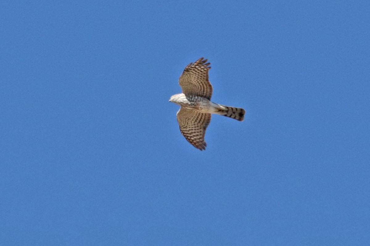 Sharp-shinned Hawk - ML618231225