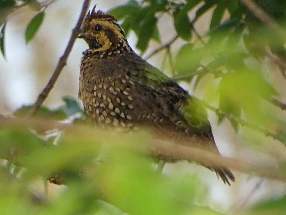 Crested Bobwhite - ML618231229