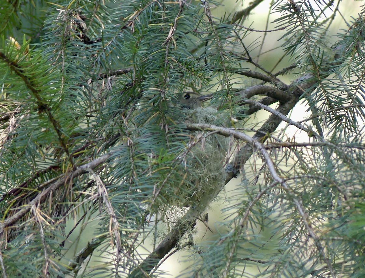 Hutton's Vireo - Mary McCafferty