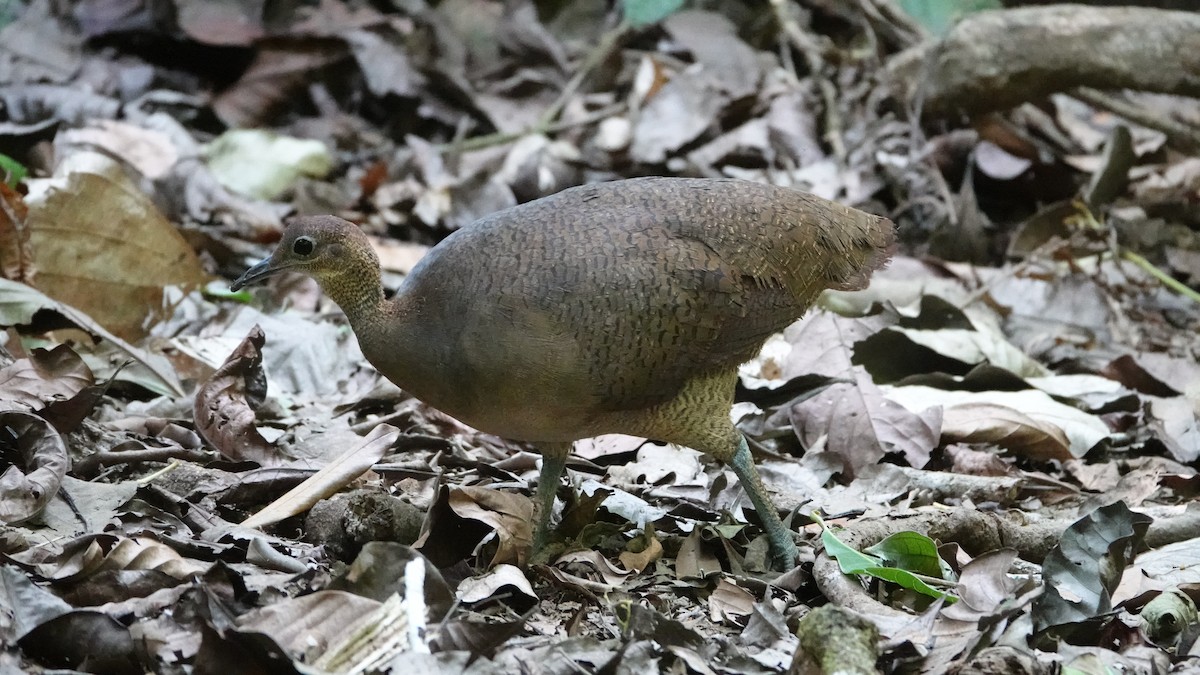 Great Tinamou - Denis Trepanier