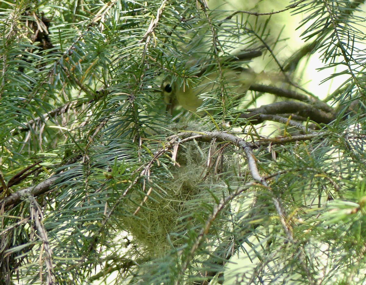 Hutton's Vireo - Mary McCafferty