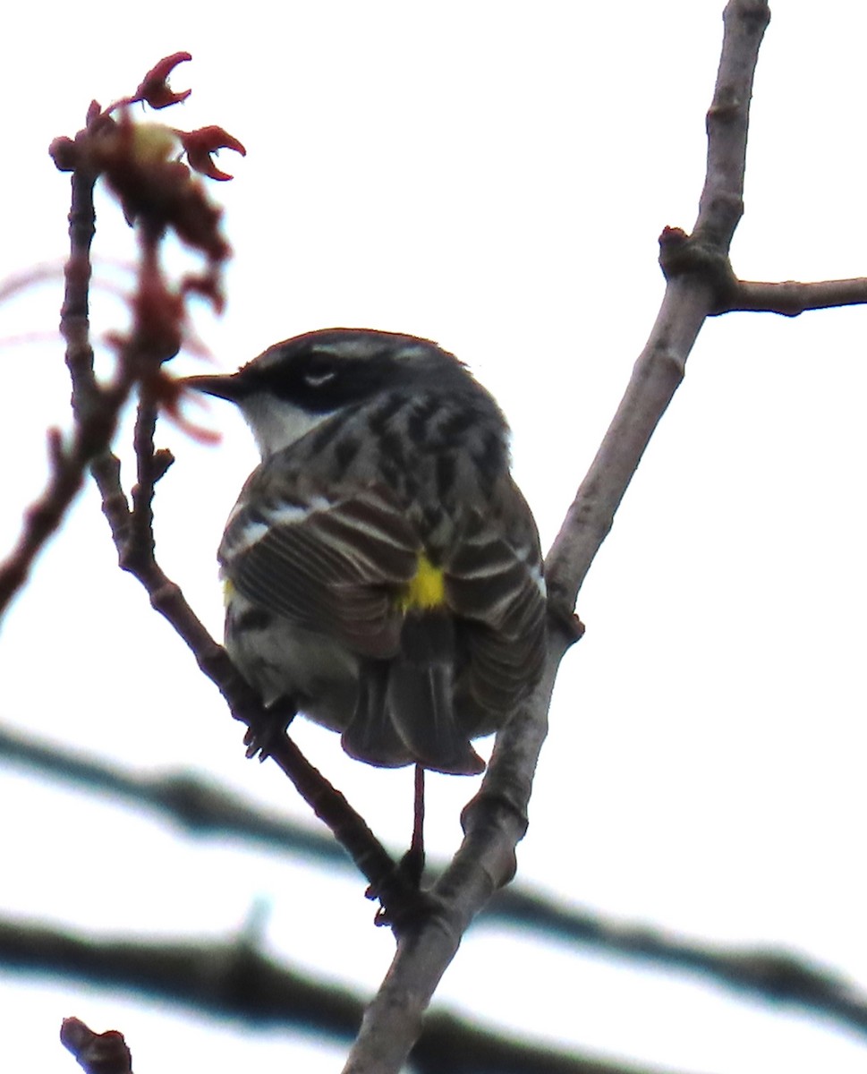 Yellow-rumped Warbler - Maryangela Buskey