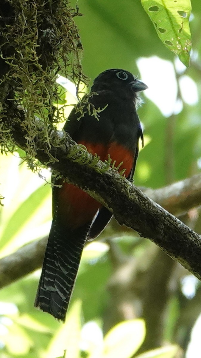 Trogon de Baird - ML618231249