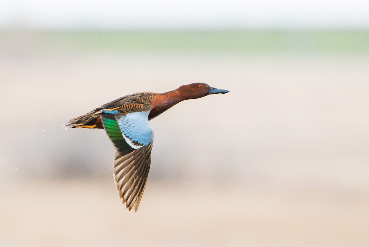 Cinnamon Teal - Nick Saunders