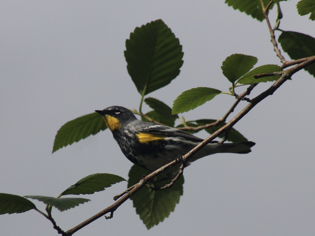 Yellow-rumped Warbler - Mel Lee