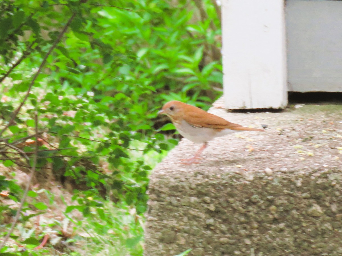 Veery - John Fagan