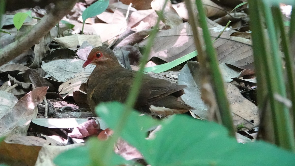 Ruddy Quail-Dove - Denis Trepanier