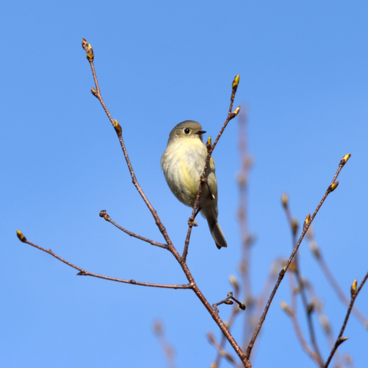 Ruby-crowned Kinglet - Jada Fitch