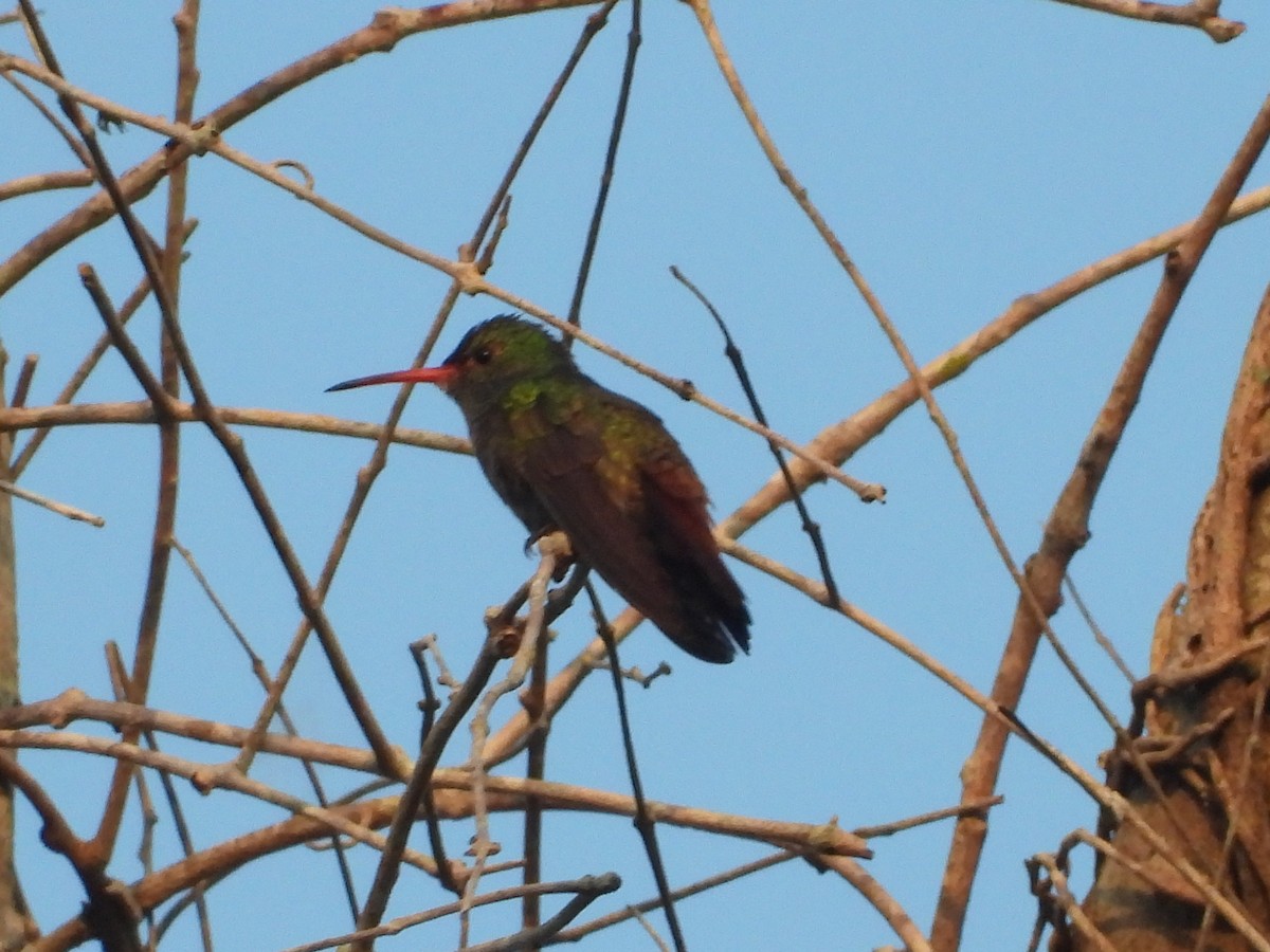 Rufous-tailed Hummingbird - Jose Fernando Sanchez O.