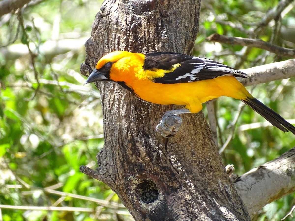 Altamira Oriole - Jeffrey Roth