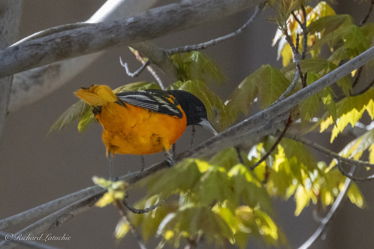 Baltimore Oriole - ML618231301