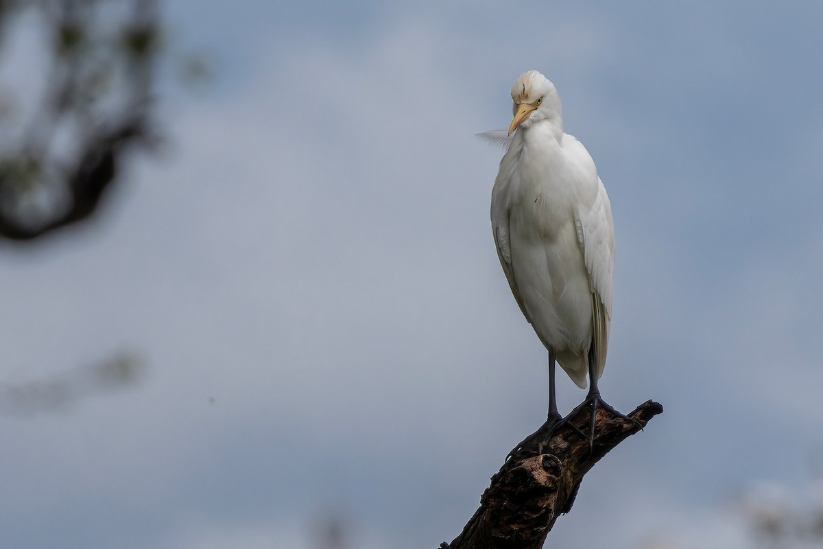 Eastern Cattle Egret - ML618231318