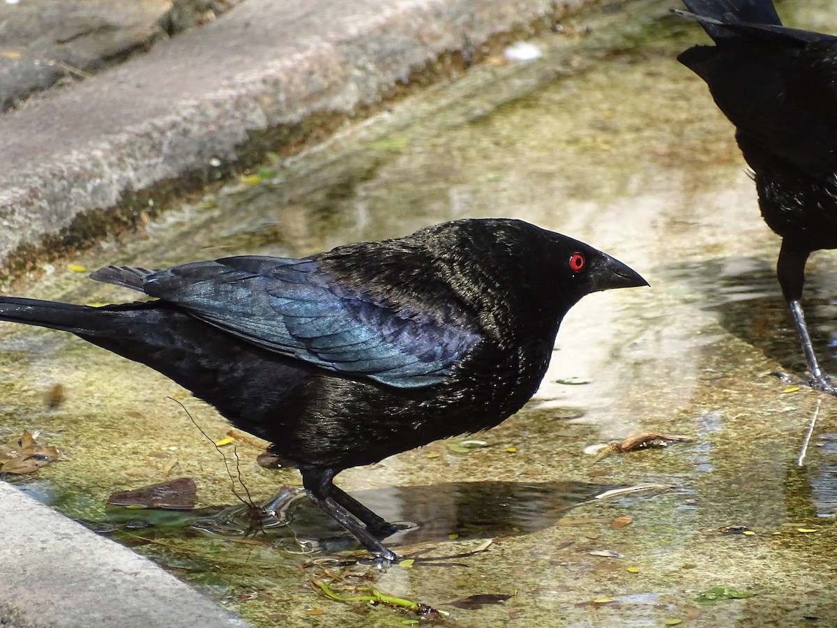 Bronzed Cowbird - Jeffrey Roth