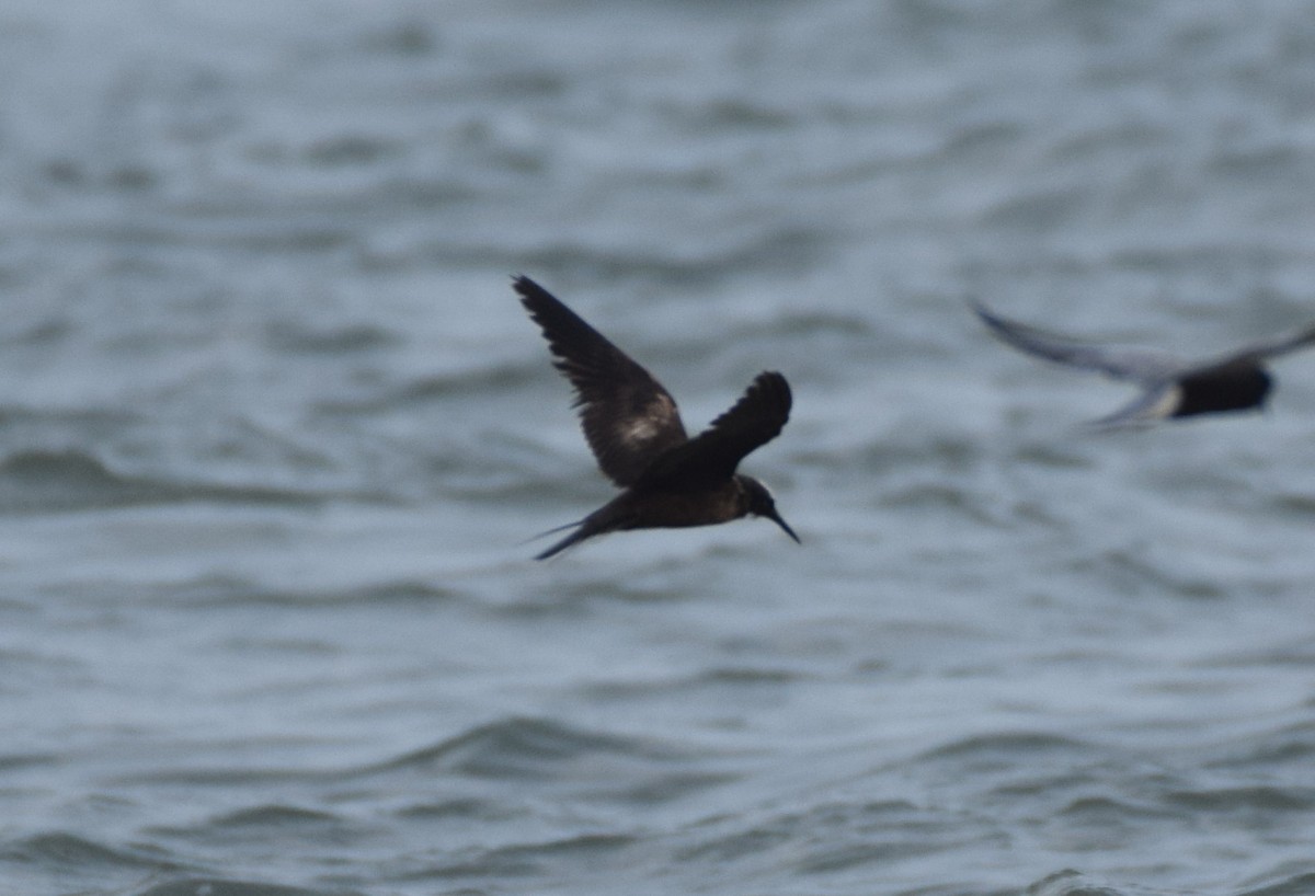 Black Noddy - Dimitris Dimopoulos