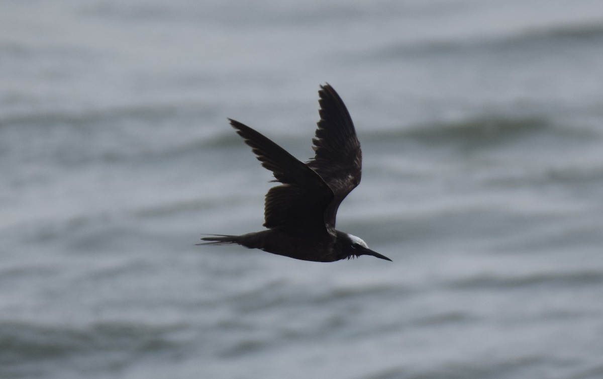 Black Noddy - Dimitris Dimopoulos