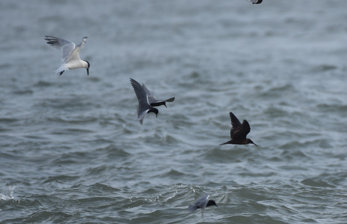 Black Noddy - Dimitris Dimopoulos