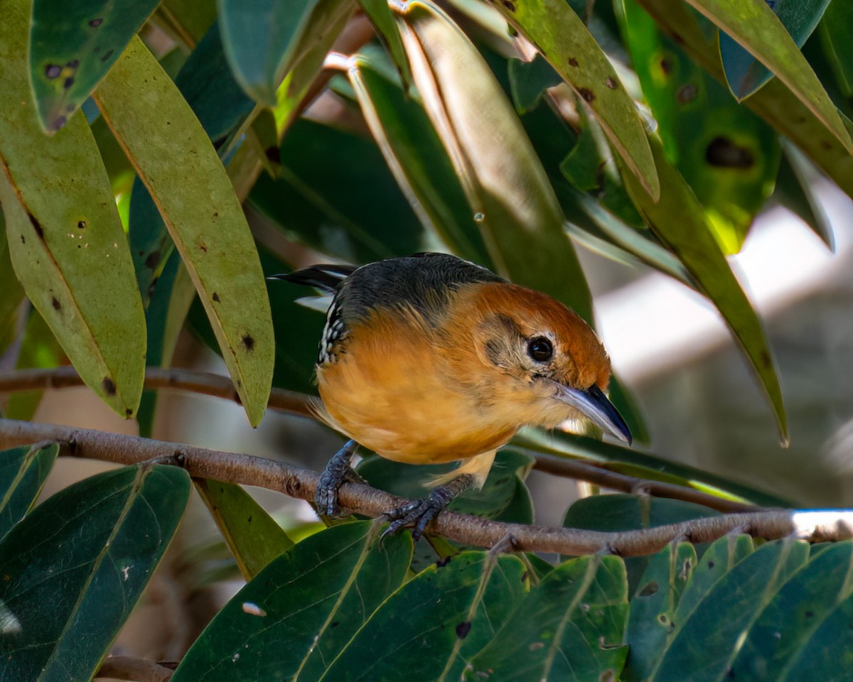 Large-billed Antwren - ML618231349