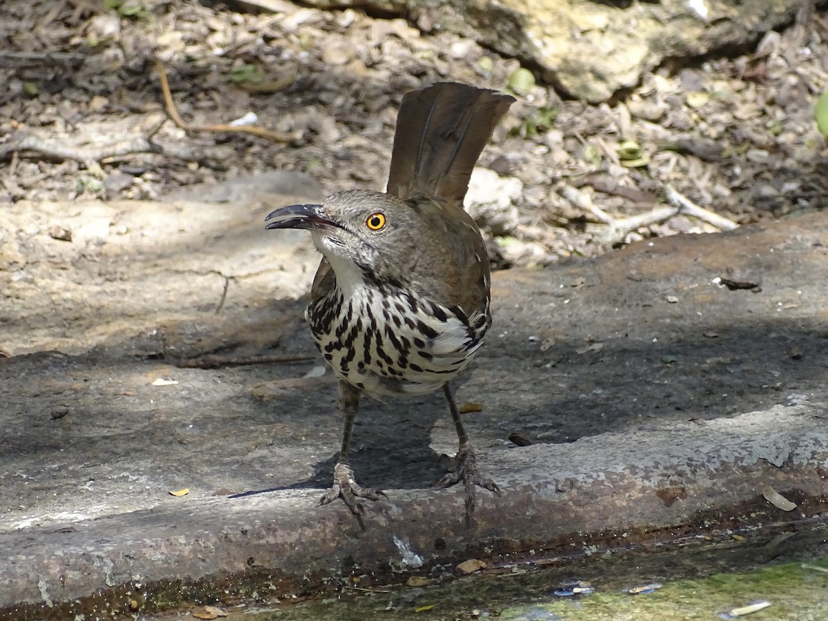 Long-billed Thrasher - Jeffrey Roth