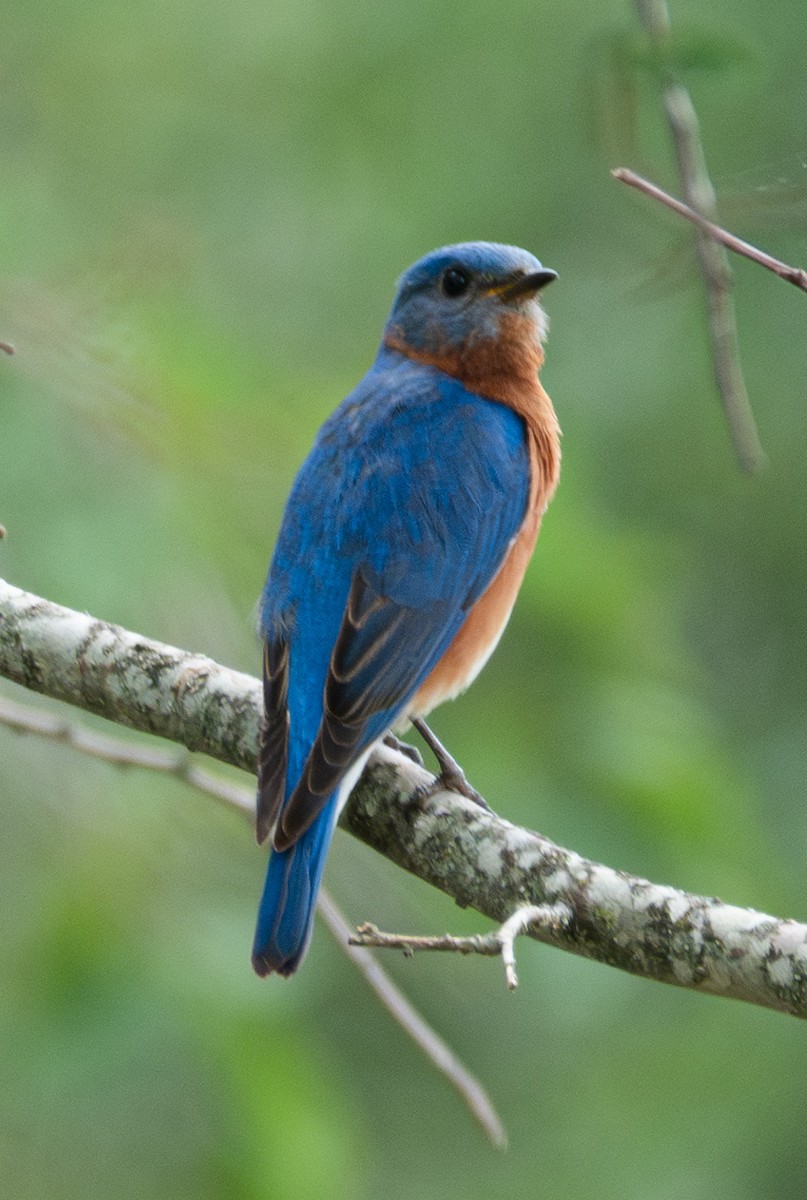 Eastern Bluebird - Rachel Zierzow